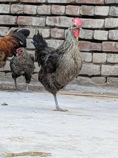 Desi eggs and Hens (03444608899)