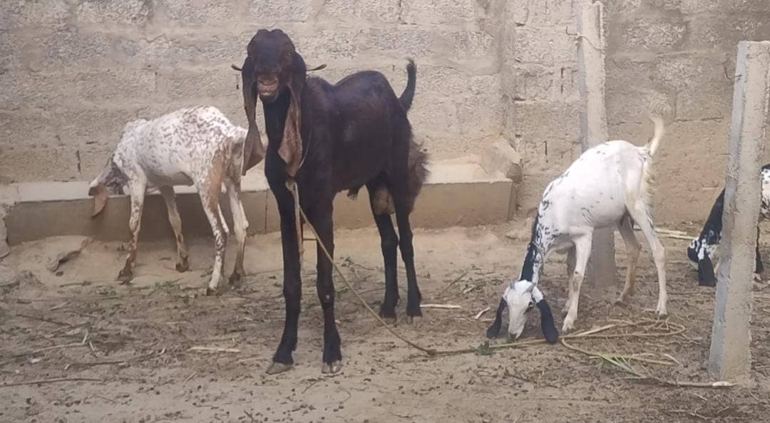 بھلوال نسل کا بیتل بکرا۔ ڈیمانڈ 220,000 لوکیشن مردان 0