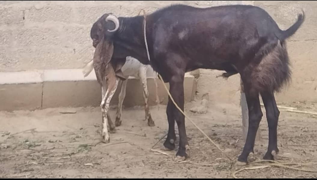 بھلوال نسل کا بیتل بکرا۔ ڈیمانڈ 220,000 لوکیشن مردان 6