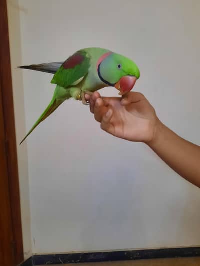 Kashmiri raw parrot for sale