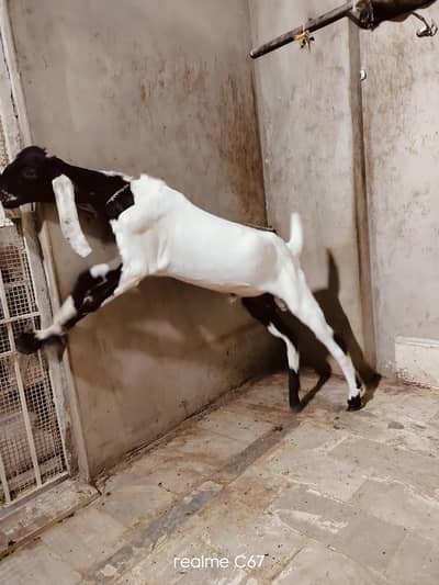 GULABI ABLAQ QURBANI 2027