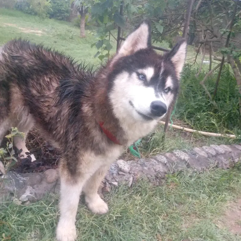 Siberian husky