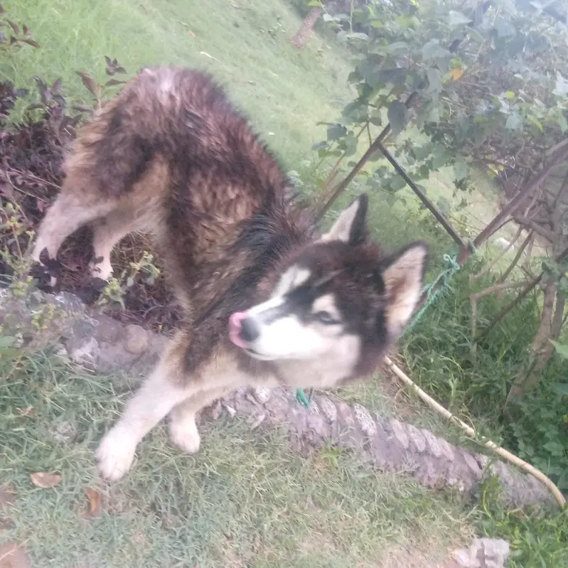 Siberian husky — photo 2