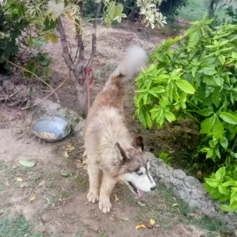 Siberian husky — photo 3