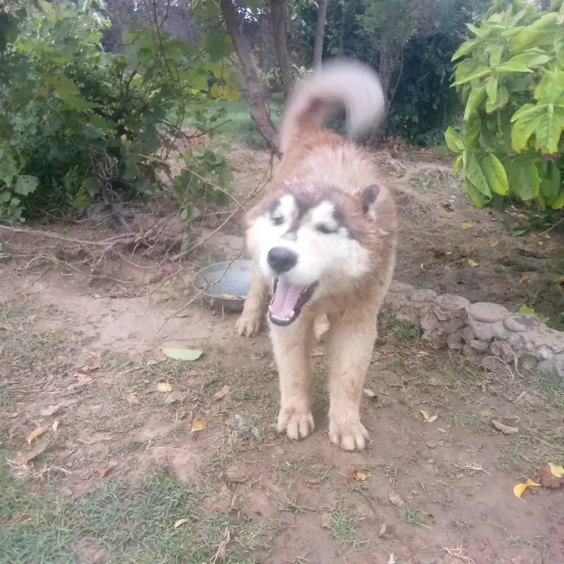 Siberian husky — photo 4
