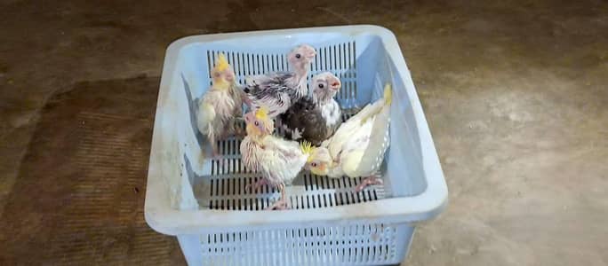 cocktail chicks for hand feed tamming purpose