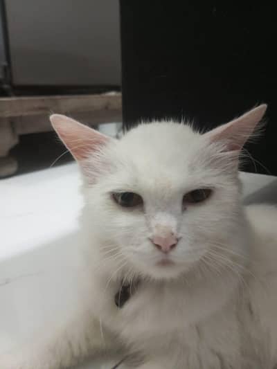 cats are ready for new home in Lahore
