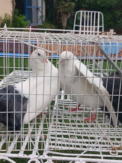 breeder pair