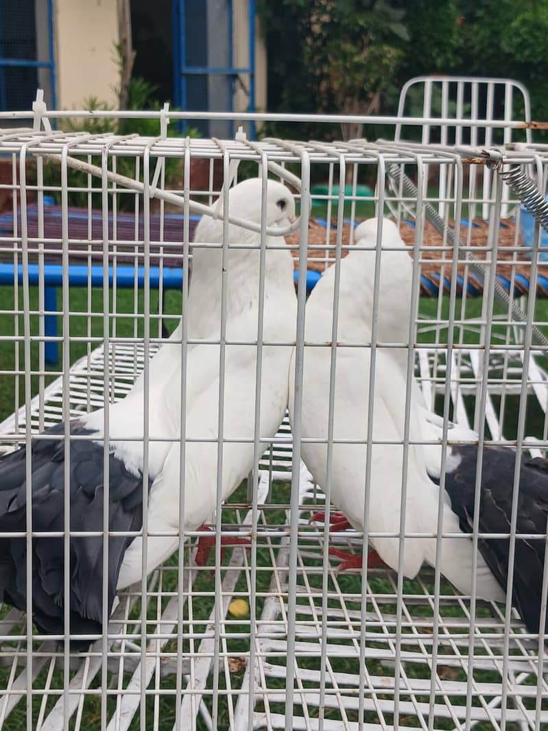 breeder pair 1