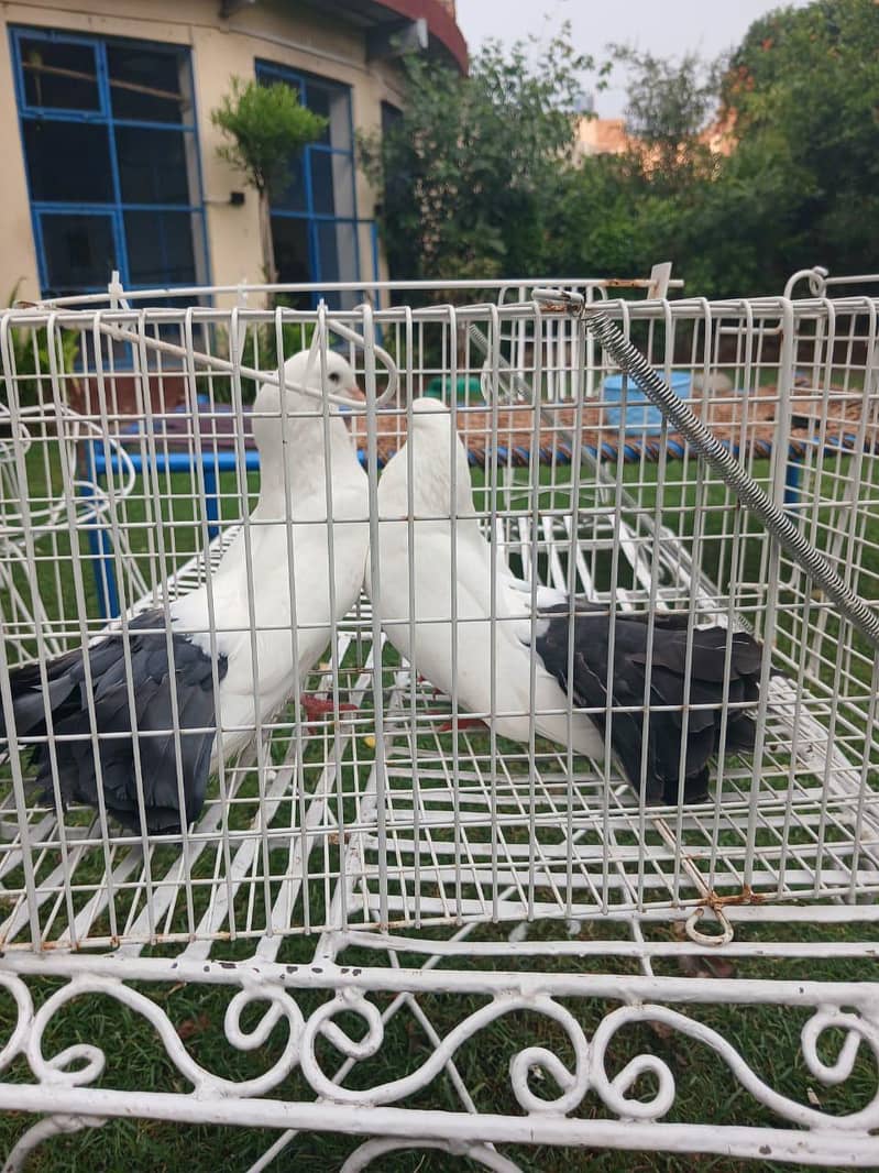 breeder pair 2