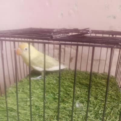 pastel ino