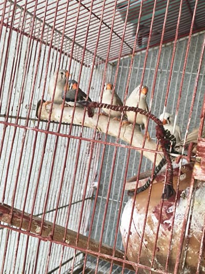 10 Healthy Zebra Finches for Sale | Breeding Birds