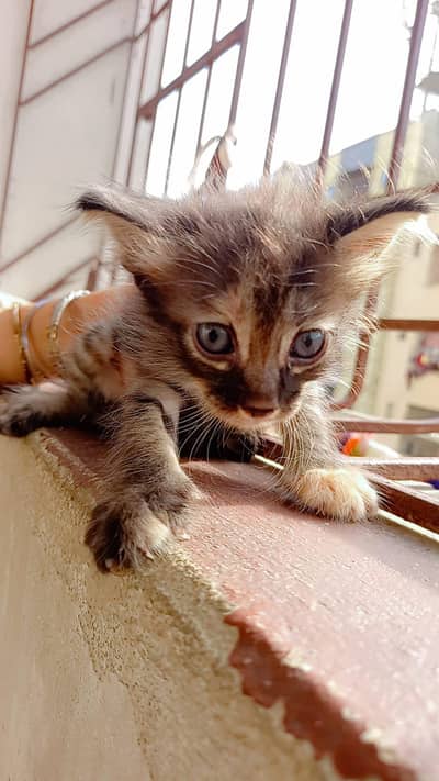 persion cats kids