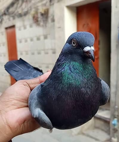 for sale rabta nmbr 03136570817