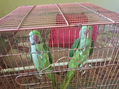 raw parrot pair