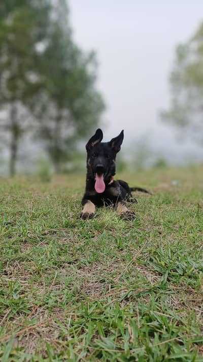 German Shepherd puppies for sale