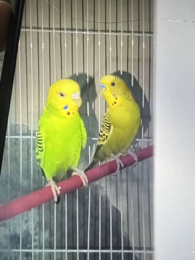 green chik conure and 2 pair coctails and 1 pair bufgies
