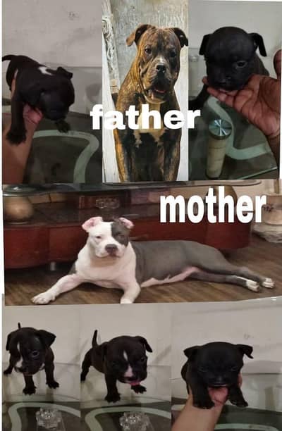 American bully puppy available hai inkay maa bap ki pic lagi we hai