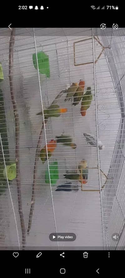 breeder Pair