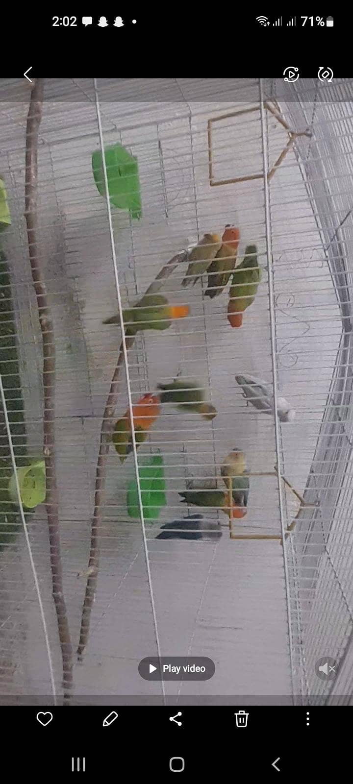 breeder Pair 0