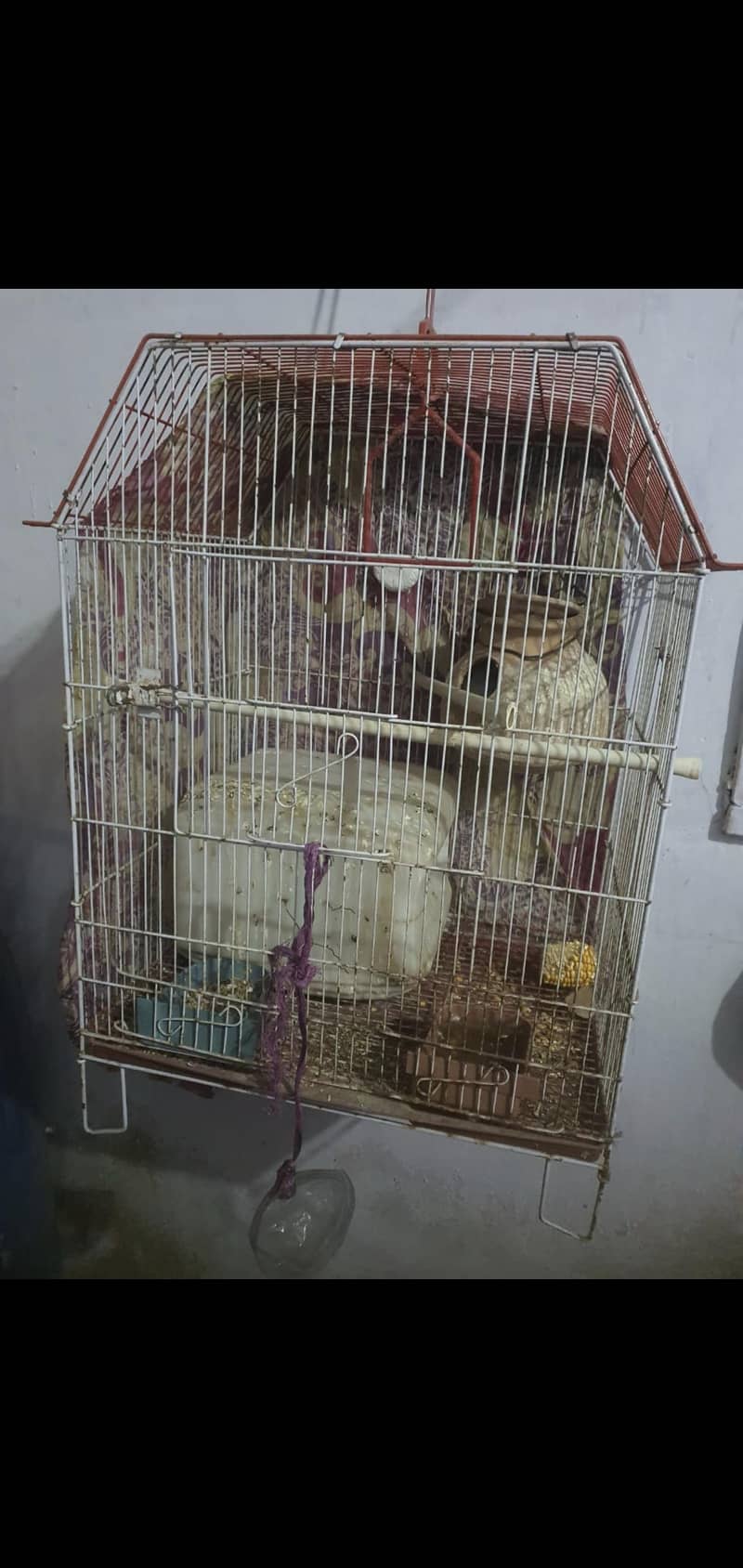 bird Cage with 3 love birds 2 female 1 male 0