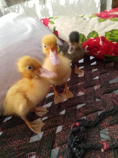 Duck chiks