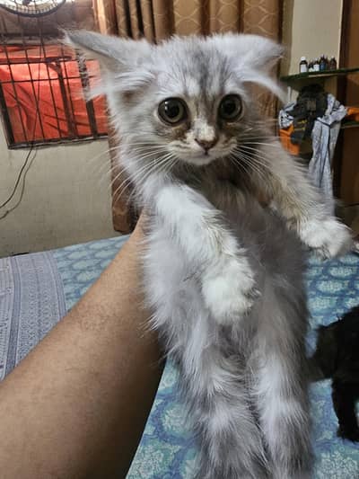 cute kitten avaliable