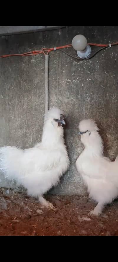 Silkie Pair available