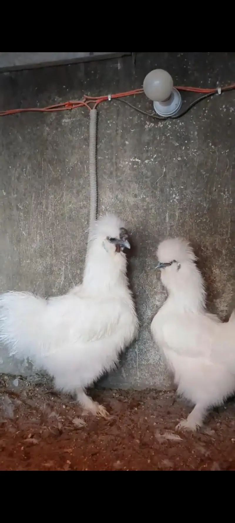 Silkie Pair available