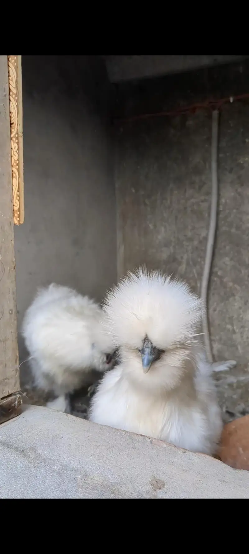 Silkie Pair available — photo 2