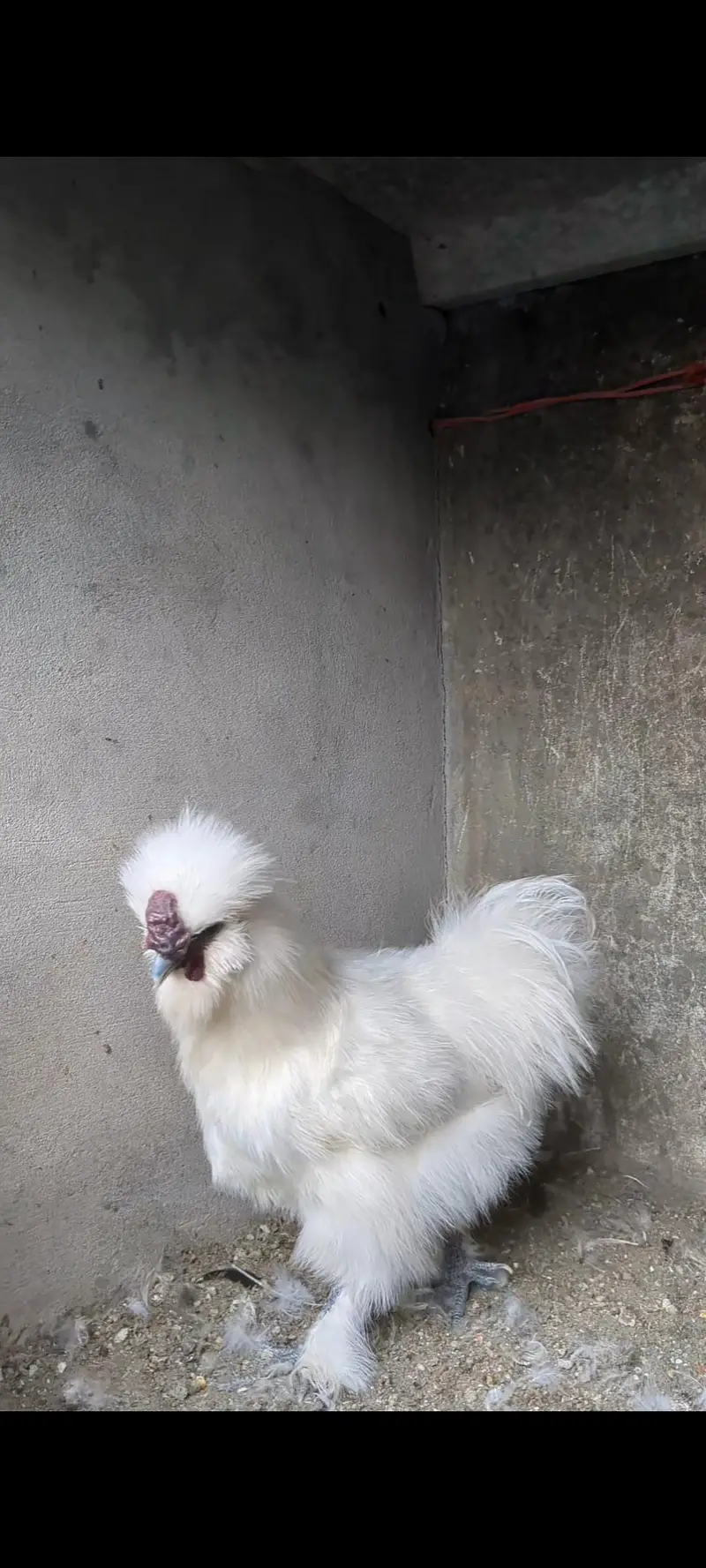 Silkie Pair available — photo 3