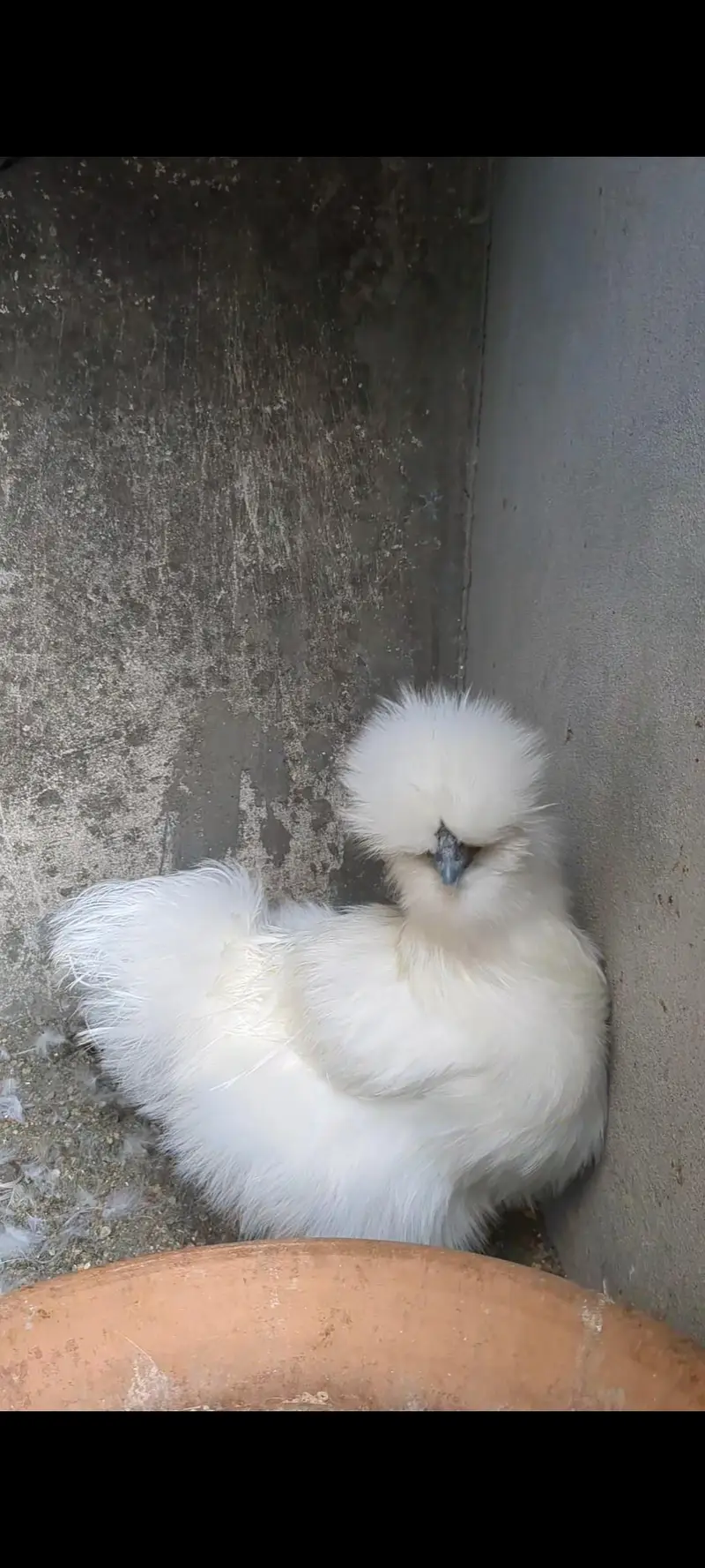 Silkie Pair available — photo 4