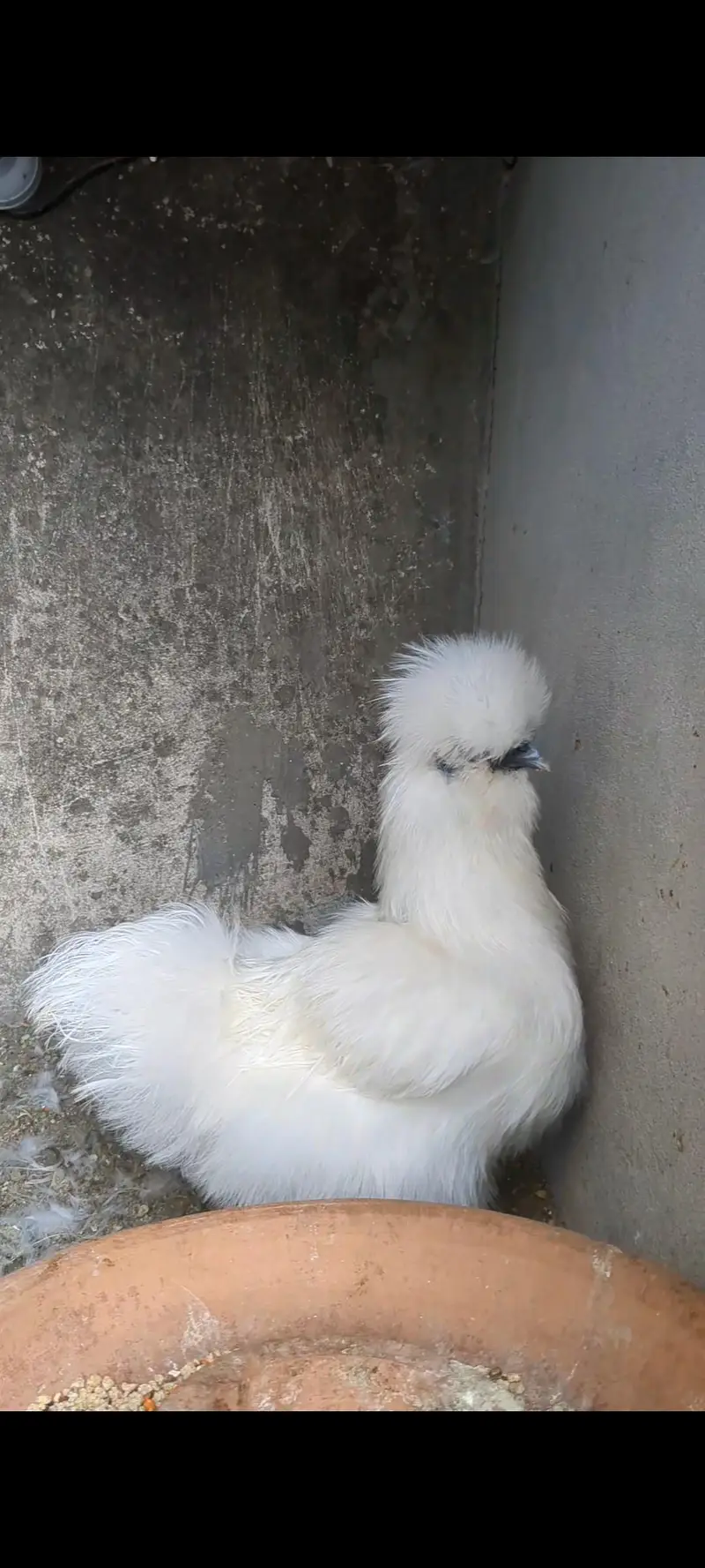 Silkie Pair available — photo 5