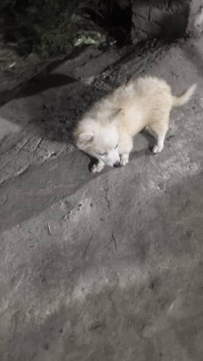 Russian dog teen month age white color female