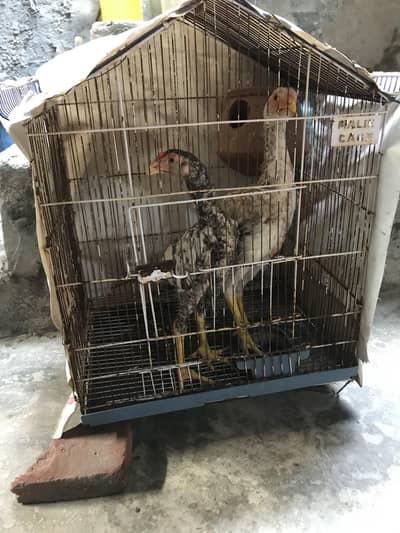 Healthy active shamo chicks