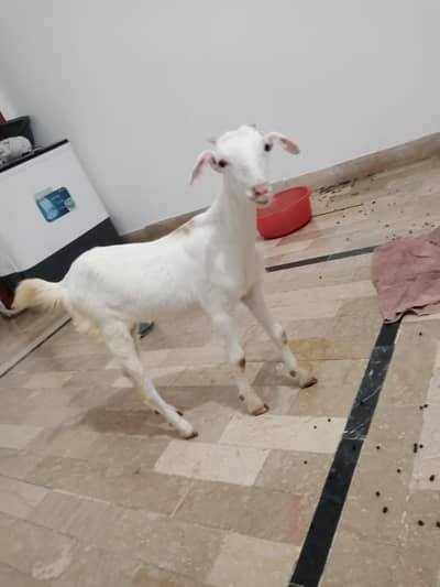 teddi gulabi female