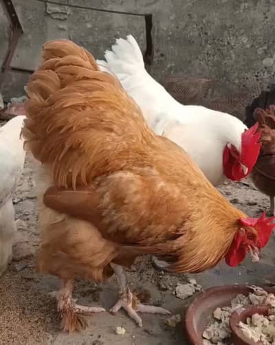 Egg laying and healthy golden buff pair