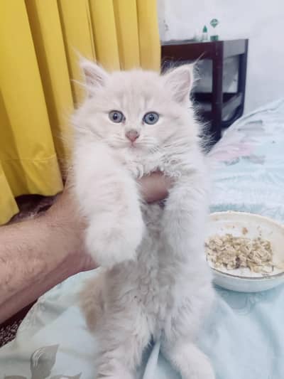 Persian Kitten For Sale