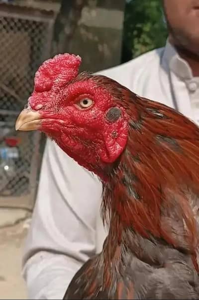 urgent sale finl price