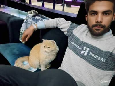 Ginger brown Persian kittens pair in suitable price