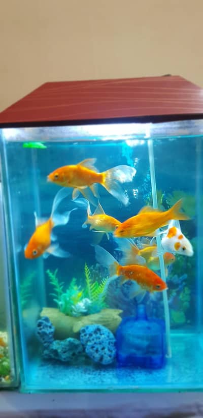 fish aquarium