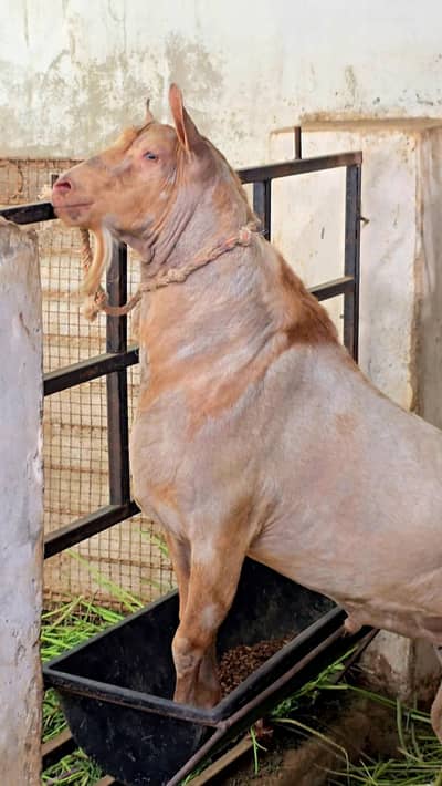 OMANI SALALAH BREEDER BUCK AND KODU TEDDI