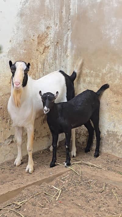 ABLAG TEDDA KODU TEDDI AND OMANI BREEDER