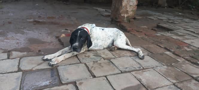 Pointer female dog