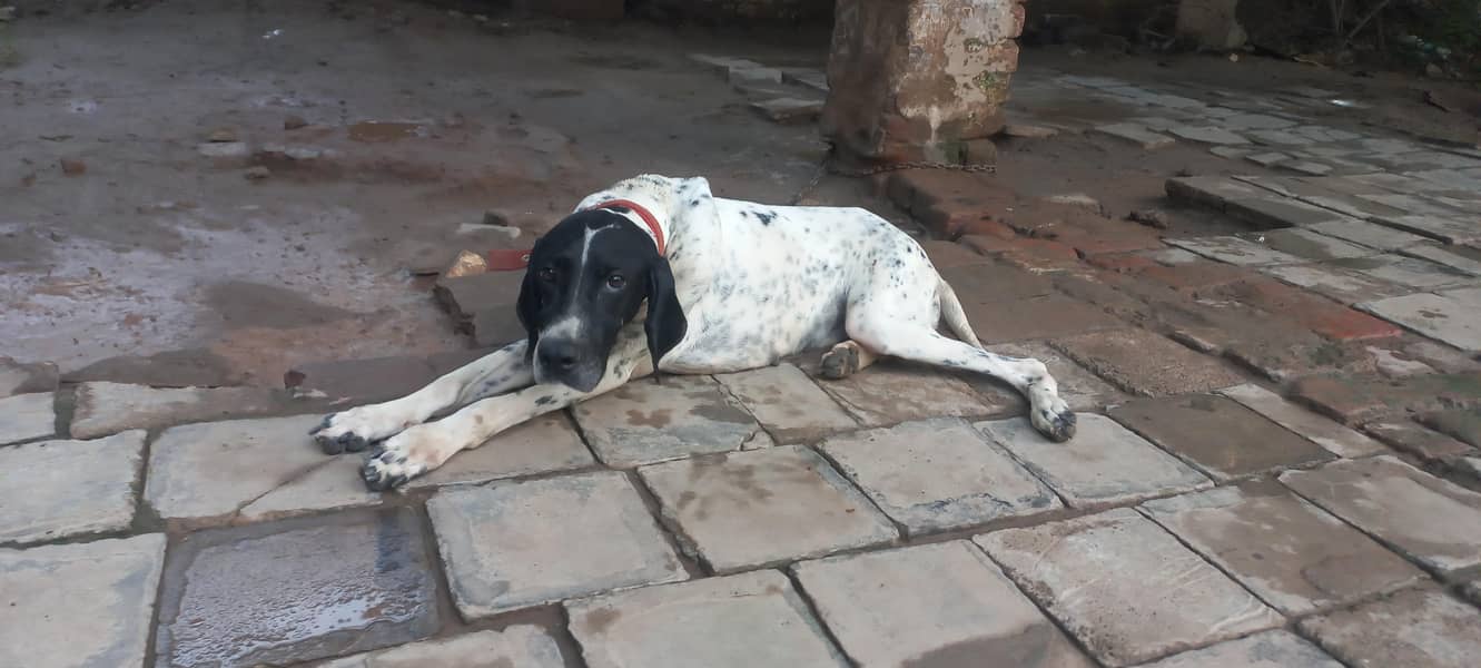 Pointer female dog 0