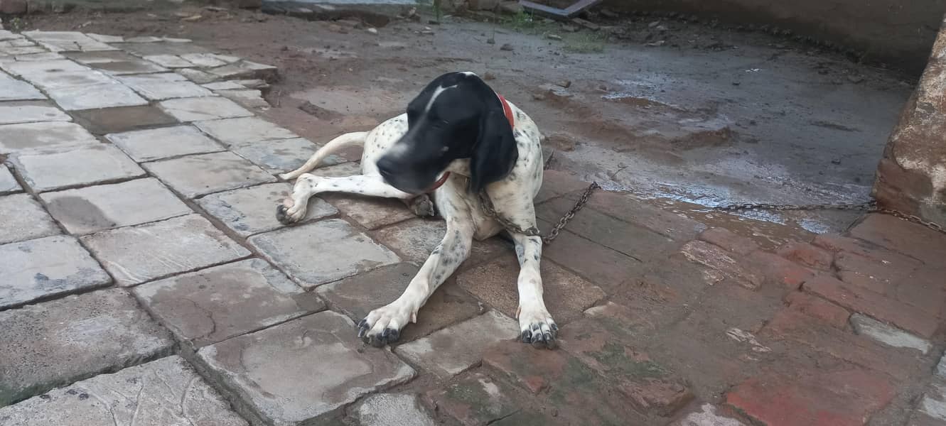 Pointer female dog 1