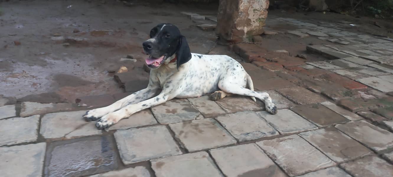 Pointer female dog 2
