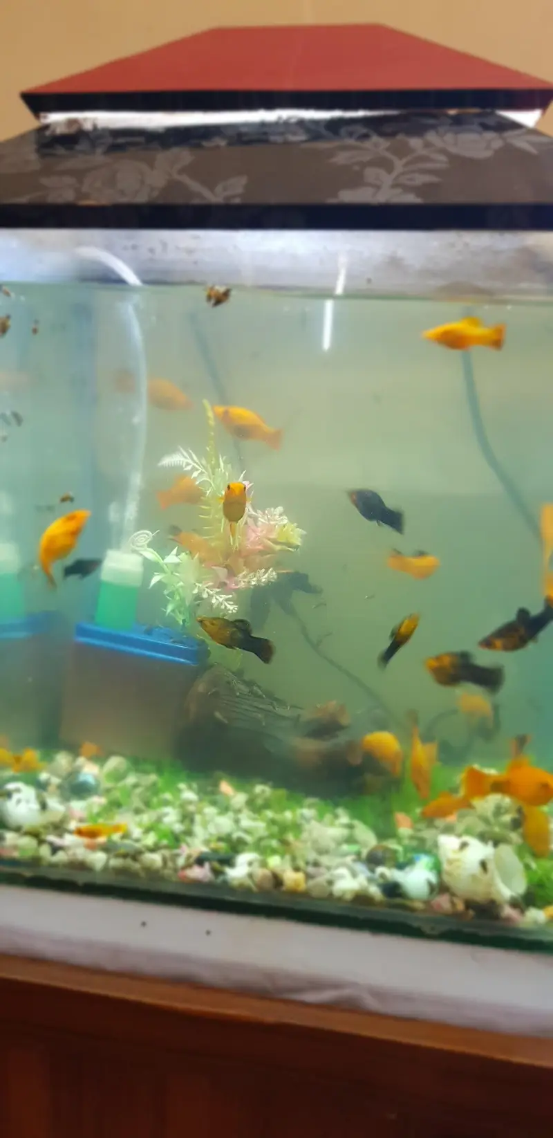 fish aquarium