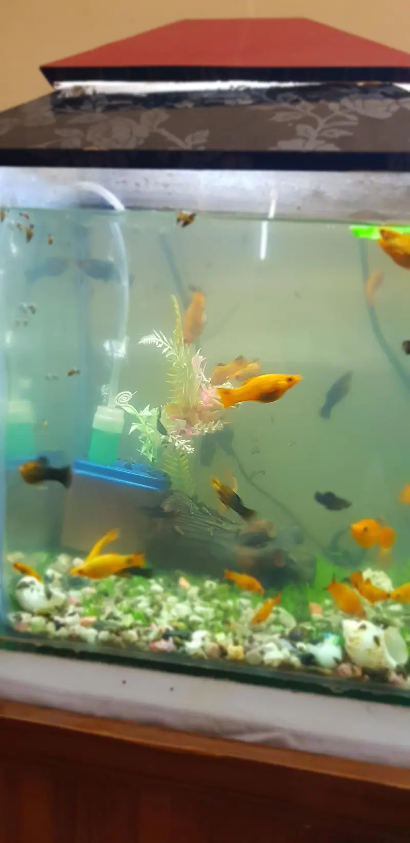 fish aquarium — photo 2