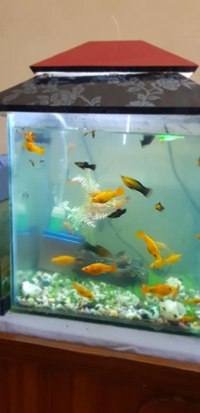 fish aquarium — photo 3